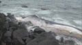【速報】鳥取県湯梨浜町の海岸にクジラ漂着　体長１０〜１５メートル　