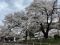 湯野上温泉駅のサクラ満開　珍しいかやぶき屋根の駅舎と桜の共演　福島・下郷町