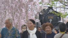 約1000本、3キロ続く桜のトンネル「日中線のしだれ桜並木」見頃　福島・喜多方市