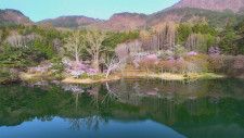 【映像】半田沼の桜　福島・桑折町【カメラめせん】