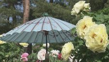 「ボタンの花」と「和傘」のコラボ　290種類7000株が見頃　福島・須賀川牡丹園