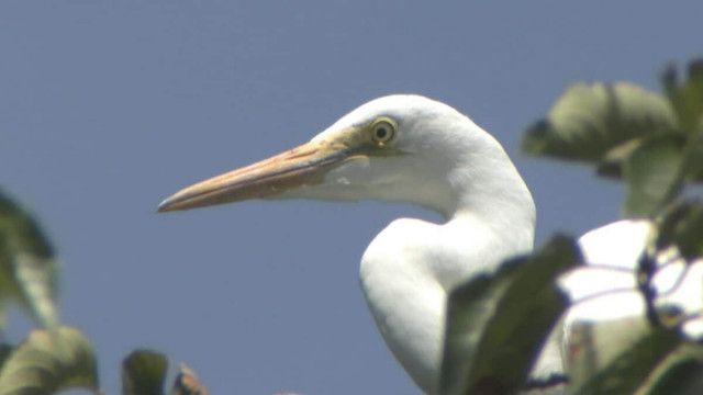 「マツの木伐採の時期が不適切だった」富山城址公園のサギ107羽 大量死…多くの幼鳥がエサ得られず　富山市が記者会見