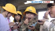 ホタルイカは「ぷにぷに」　子どもたちが「見て触って食べる」体験　富山湾の神秘に大興奮　富山
