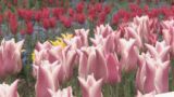 となみチューリップフェア開幕　大花壇の地上絵や「花の大谷」　まもなく満開に　富山・砺波市