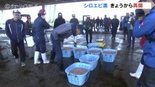 20日ぶりにシロエビ漁が再開も…かご５つと少しで180キロ　漁師「がっかり」　富山・射水市