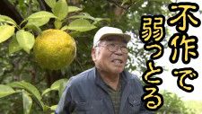 「不作で弱っとる」50年のベテラン生産者も悩ませる、特産品「庄川ゆず」に異変 富山・砺波市