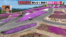 茶臼山高原の「芝桜まつり」　ピンク、白、淡青など6種類の芝桜が織りなす、天空の景色を楽しむ