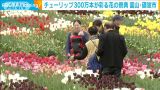 “花の大谷”回廊も チューリップ300万本が彩る花の祭典　富山・砺波市