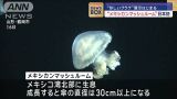 “メキシカンマッシュルーム”　日本初“珍しいクラゲ”の展示はじまる