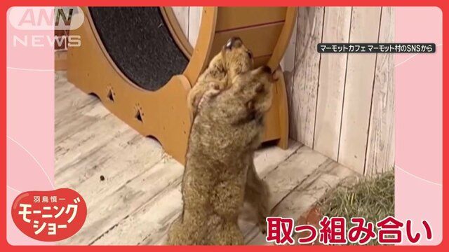 けんか？相撲？取っ組み合いするマーモットさん　止められてもお構いなしのワケ