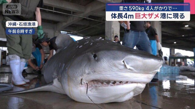体長4メートル巨大ザメ 港でつりあげ 日本の海に接近中?