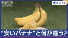 “安いバナナ”と“高いバナナ”…何が違う？　味ではない…高い値段の理由