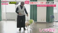 【盲導犬候補を育てる】パピーウォーカーの10か月に密着（静岡・掛川市）