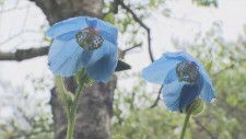 「ヒマラヤの青いケシ」幻の花　高山植物メコノプシスが開花　山梨・北杜市