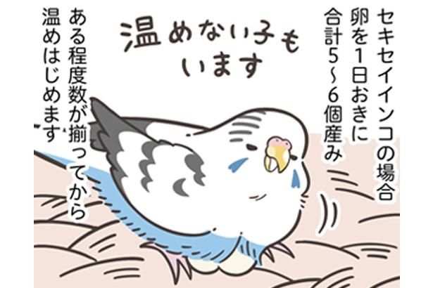【漫画】鳥さんの健康を守るために発情の抑制はマスト！体重の増加や吐き戻しなどのサインを見逃さないで