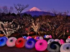 世界遺産富士山と梅・桜　お花見イベント「 まるごと岩本山」【富士】