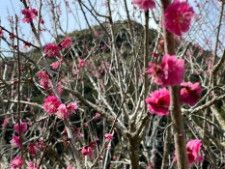 【葵区】羽鳥の洞慶院で「梅まつり」3月2･3日開催 400本が見頃迎える