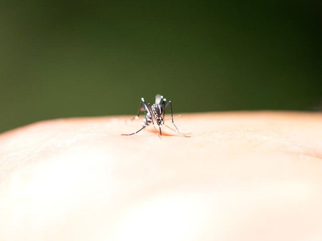「ヤブ蚊」の分布域が北上中、気候変動とともに感染症リスクが高まる?
