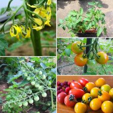 初心者でも挑戦しやすい！【家庭菜園】ミニトマトを育てて収穫&キッズクッキングレシピ3選