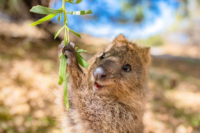 オーストラリア】世界一幸せな動物「クオッカ」に会えるロットネスト島｜注意点や観光スポットもご紹介(YOKKA) - goo ニュース