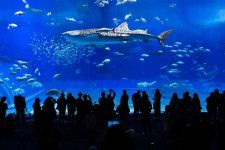 沖縄美ら海水族館古宇利島を巡るモデルコース！自然と文化が融合する3日間の旅