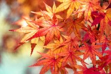 【東京】都心から約1時間！手軽におでかけ♪ 高尾山の紅葉を見に行こう！