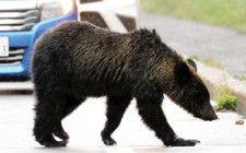 ヒグマ駆除の拒否、北海道猟友会が支部の判断「尊重」で調整…「警察や市町村の十分な協力必要」