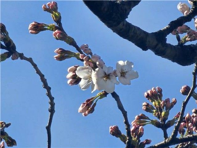 ソウルで桜開花発表　平年より7日早く