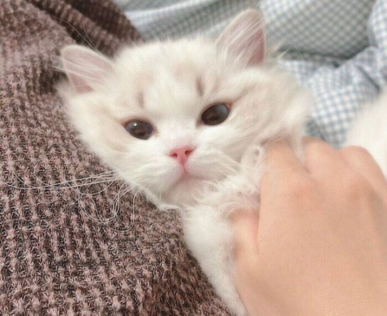 甘えてくる姿が「ぬいぐるみ」のようだった子猫→2年後の「可愛