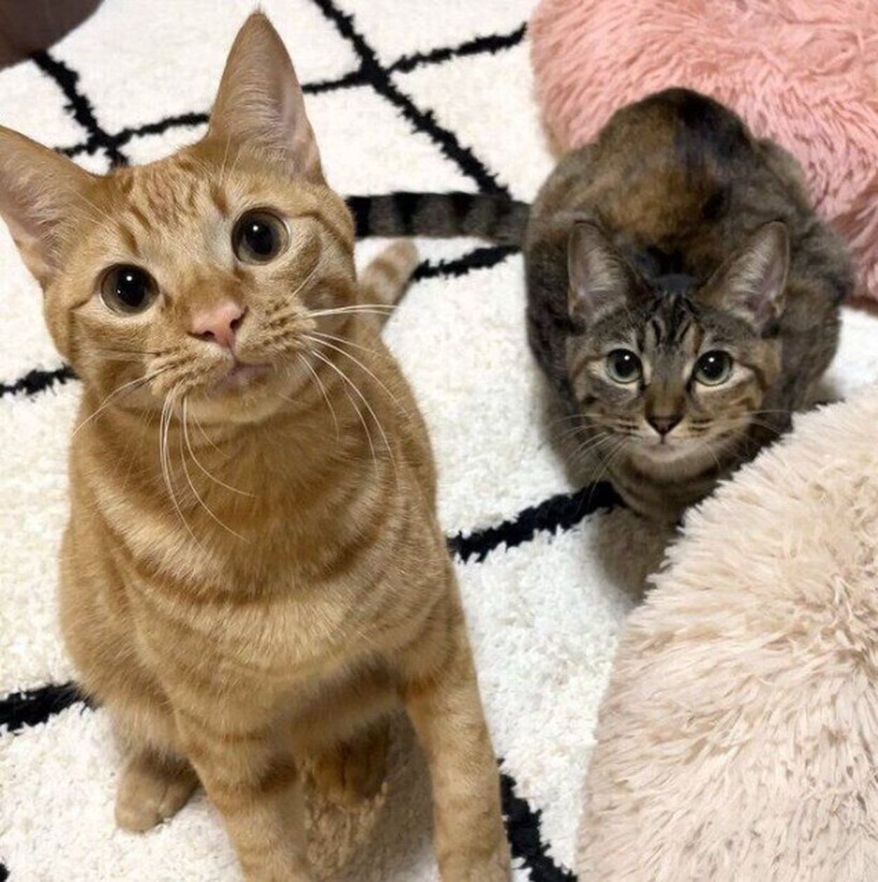 【レビューで送料無料】 期待して飼い主を見つめる猫たち 1年前と今を比べると「落ち着い ヴァイスシュヴァルツ