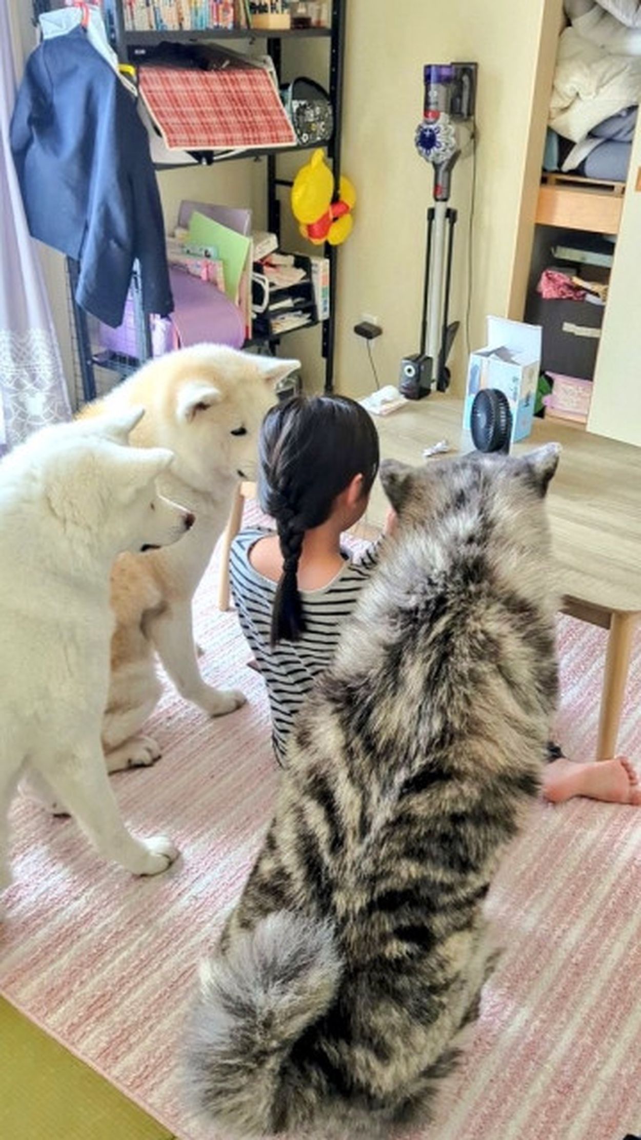 秋田犬3匹が「小さな扇風機に興味津々」娘と一緒に顔よせあって見つめる姿に「リアルもののけ姫！」(まいどなニュース) - goo ニュース
