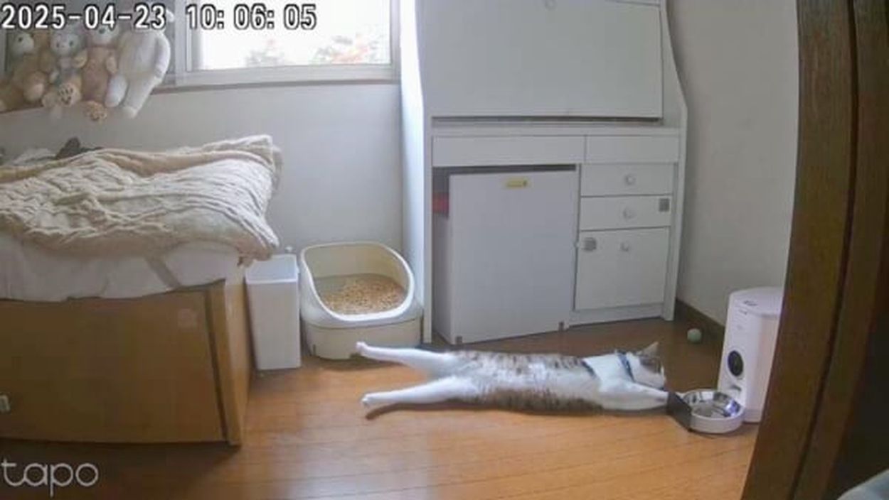 床に寝そべり足をピーン！ご飯待ちの猫のポーズがクセつよすぎる