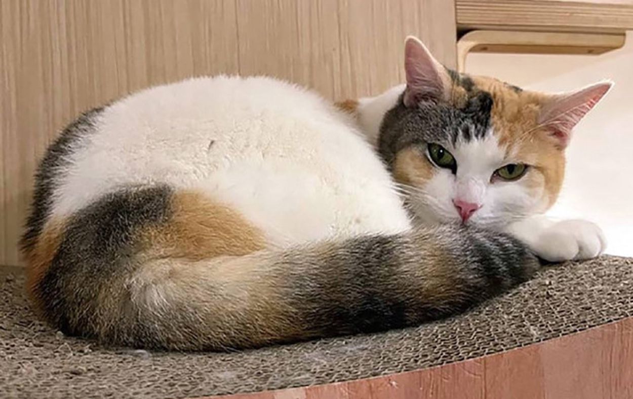 直営店に限定 三毛猫の毛色を決める遺伝子、世界で初めて解明 塩基の欠失の ラッピング・包装