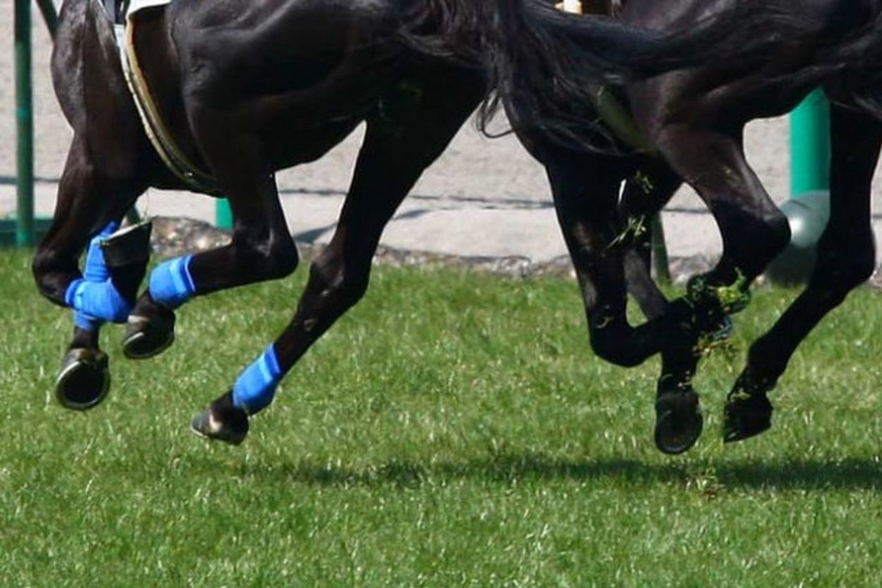 海外競馬で「修羅場だ」 レース中に全馬ストップ…異常な光景に海外ファンも唖然「一体何だ？」