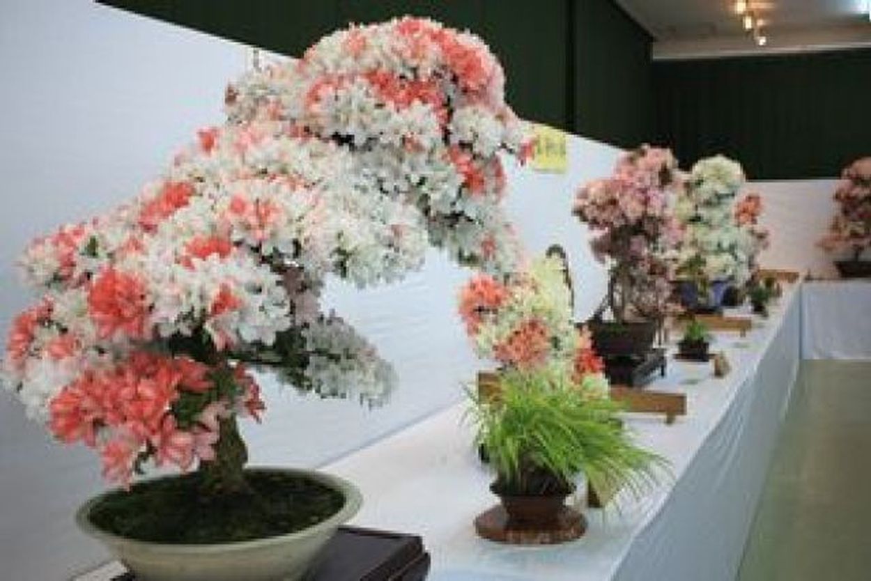 第47回全日本皐月会さつき展(EventBank プレス) - goo ニュース