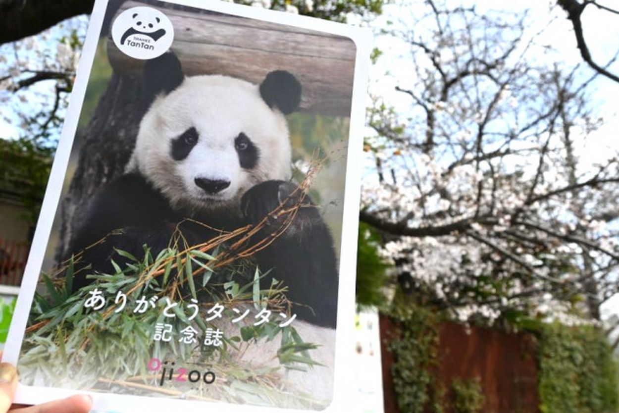 桜見ると思い出す…」あれから1年、「神戸のお嬢様」パンダの