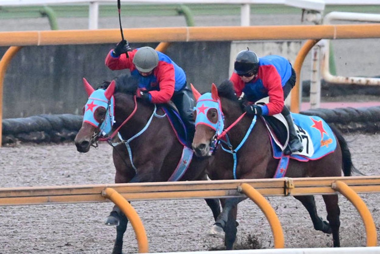 フェブラリーＳ・１週前追い切り】古豪タガノビューティーは半馬身遅れ