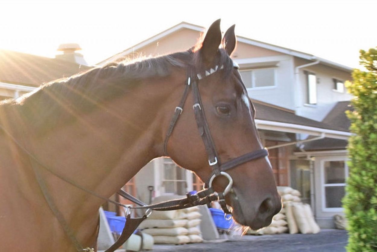 【宝塚記念・厩舎直送】ドウデュース万全 大江助手「競馬場が違っても心配ない」 武豊とファン投票第１位の支持に応える