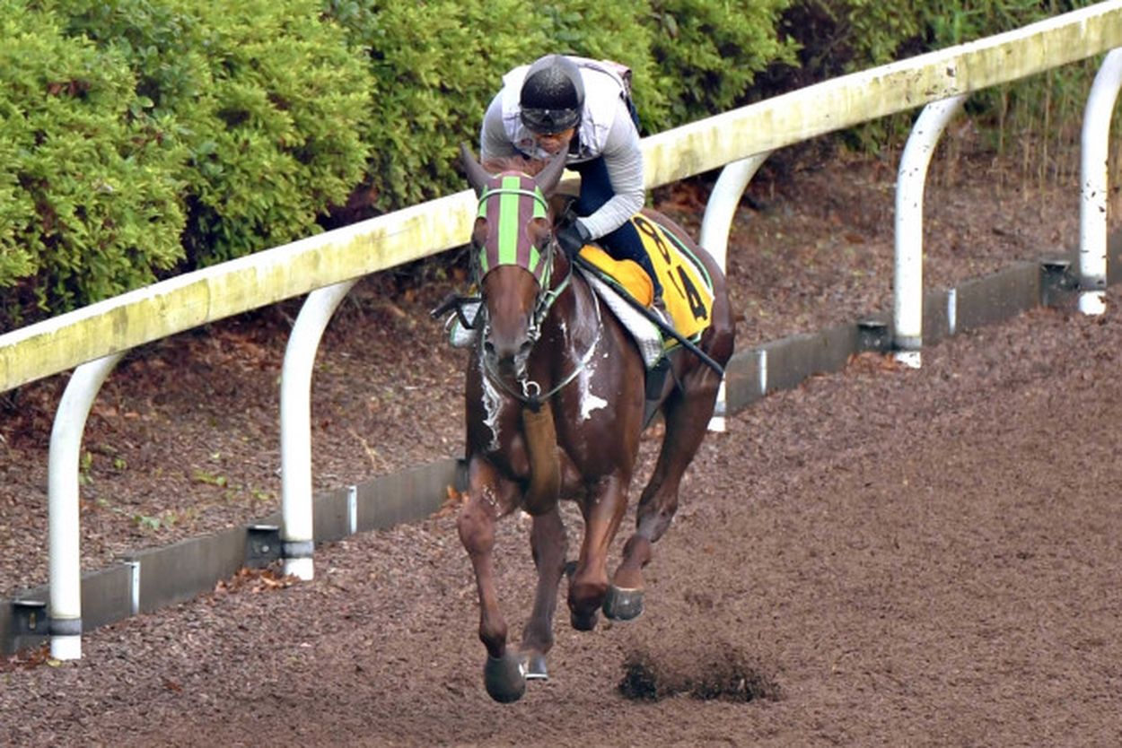 【ジュライＳ・調教採点】福島巧者ショウナンライシンが活気十分の動き 怖い関西勢のイチ押しは？