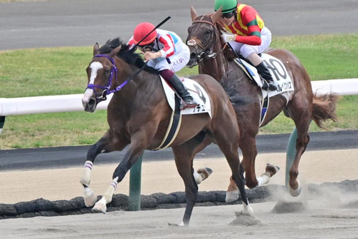 横山武も絶賛の〝砂の新怪物候補〟ナチュラルライズは１０・１４プラタナス賞へ【次走報】