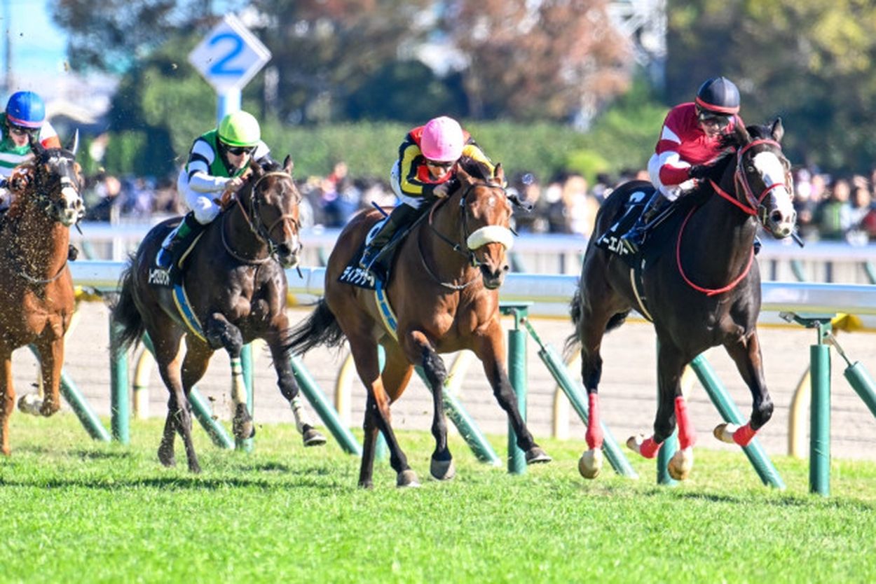 一口馬主］トップを目指せ！ 2歳世代、今週の勝ち上がり馬たち 2024/11/23,24(ウマフリ) - goo ニュース