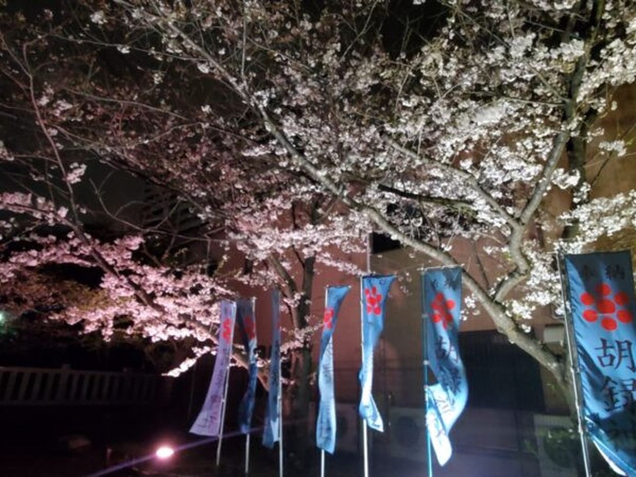 商品画像：今朝時点で満開でした😍今日は天気が悪かったので、私も週末晴れ 3