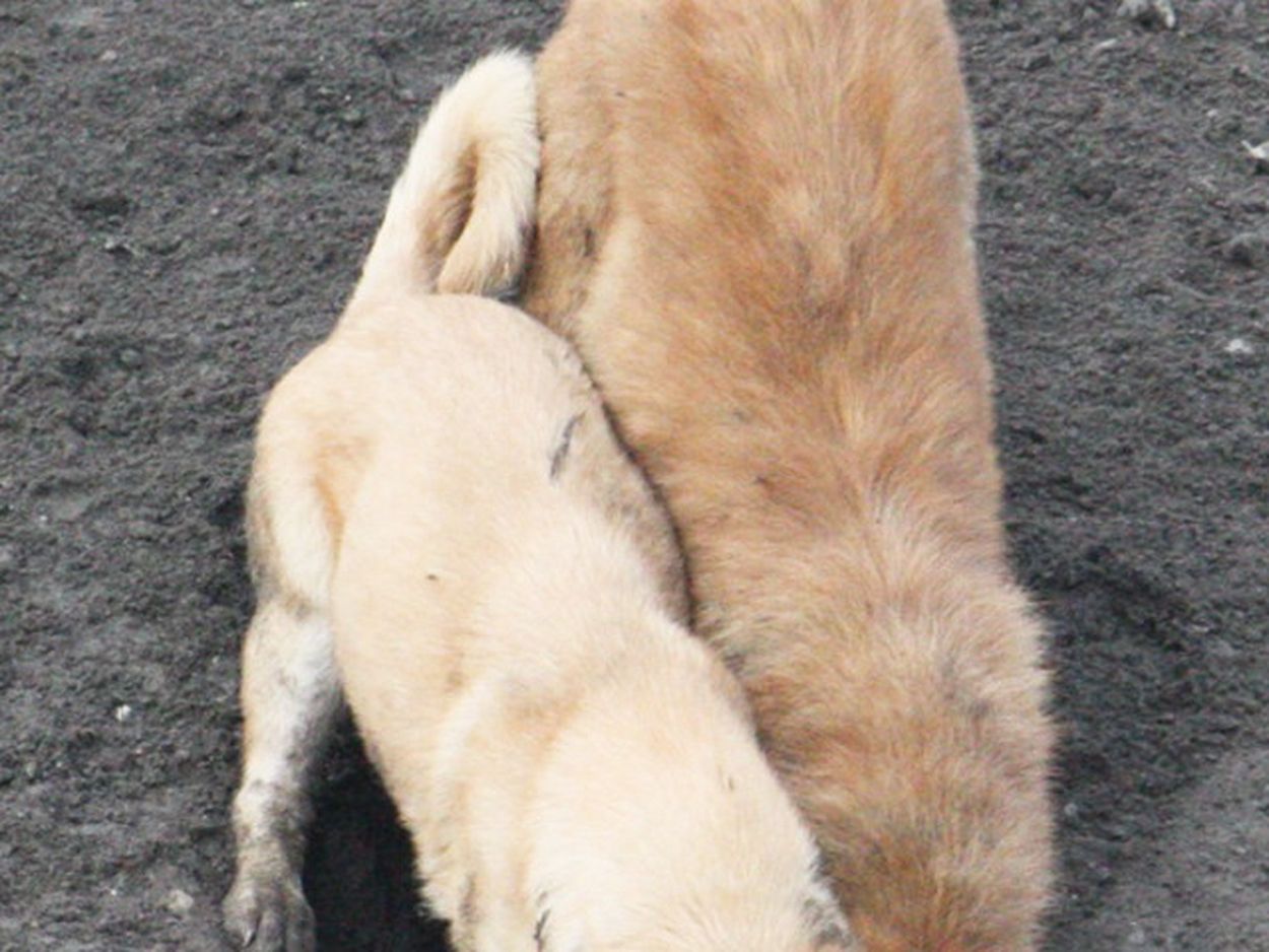 犬が 服 人気 を掘る