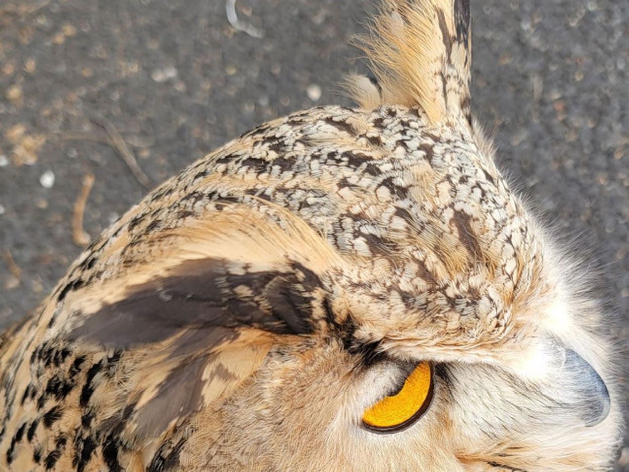 Amazon.co.jp: cerapockke ワーグルフクロウ 金 スワロススキー
