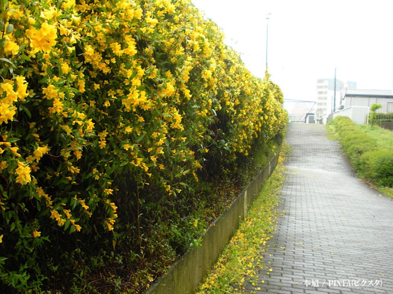 毒草 45/50 、207/450 野の花を食べる152/500 文学・小説｜文学