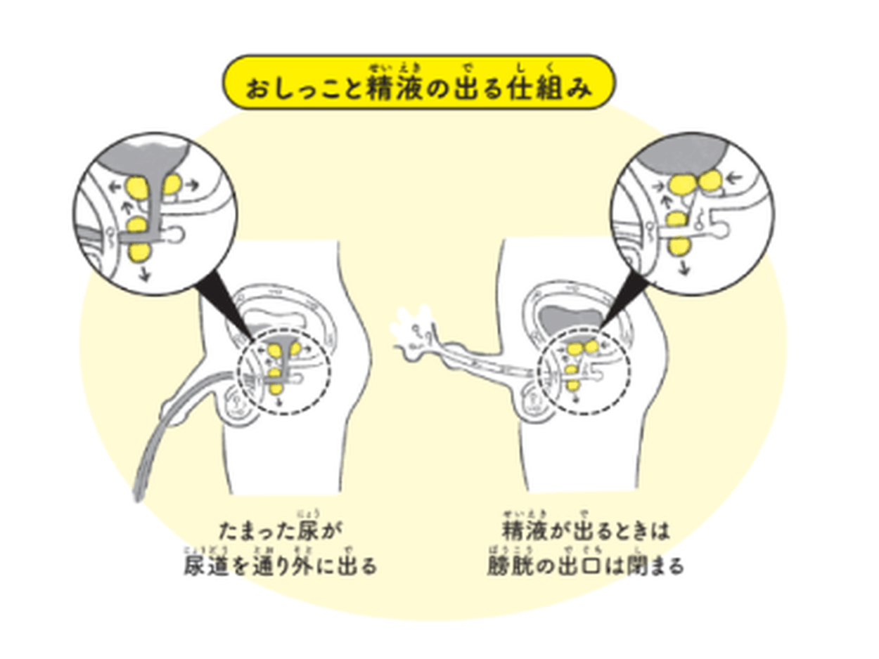 精液 おなか 