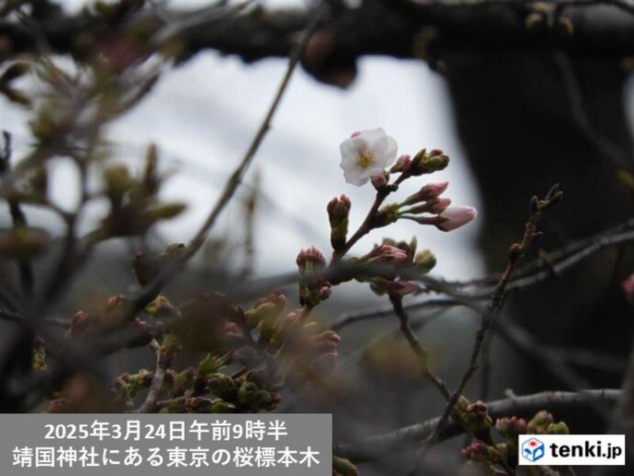 今日24日朝の東京のサクラの標本木の様子 2輪咲く! 開花発表も