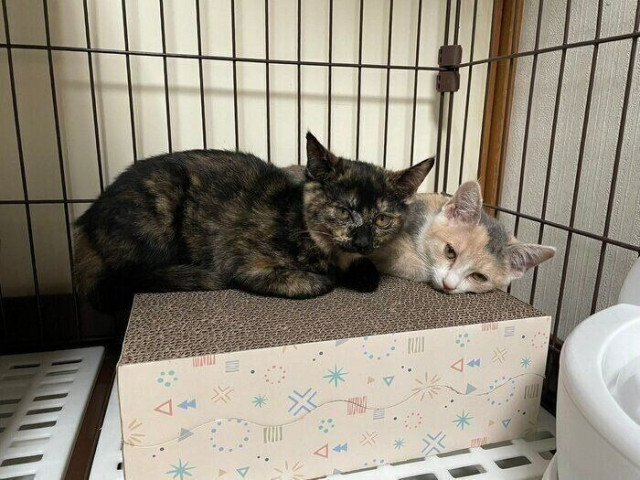 Azuki and Sakura's weight has now matched that of the