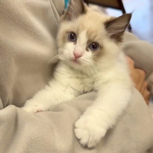 印象のデザイン 生後3カ月の“ふわふわ子猫”→1カ月半後には「おとなの雰囲気」に その他