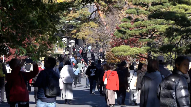 皇居・乾通りの一般公開　初日で約1万7千人が来場　モミジや秋の桜を楽しむ